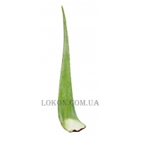 SANTA VERDE Aloe Vera Leaf - Лист алоэ вера